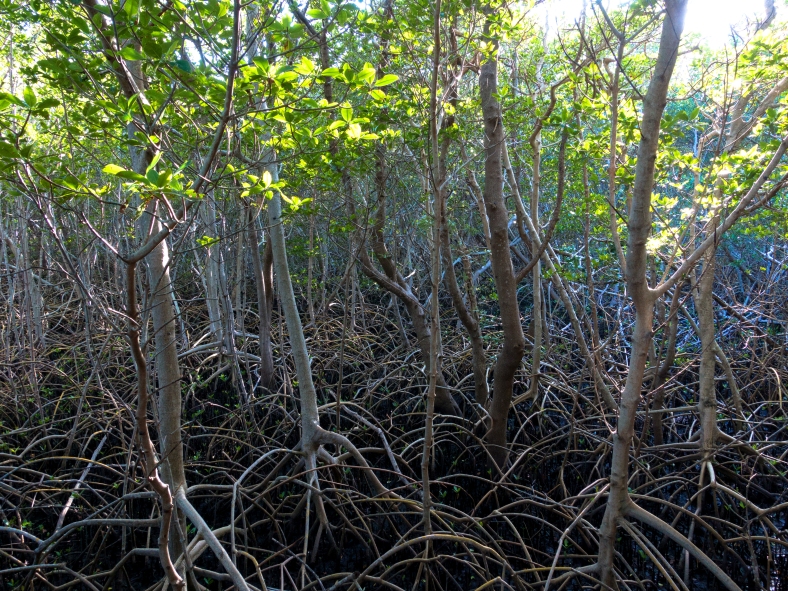 Mangroves, Weedon Island Preserve, St. Petersburg, FL.